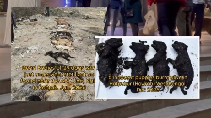 Dünyanın her yerinde barınaklar aynı insanlar aynı, hayatı paylaşarak yaşamayı neden bilmiyorlar niye yok olmuyor bunlar?