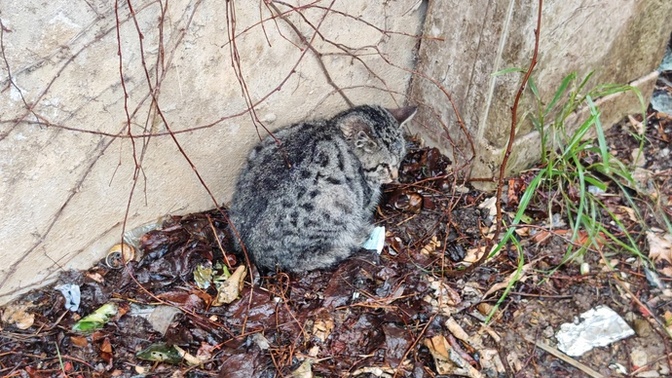 Bu kedi hasta mıdır kaç gündür yoktu baktım geldi yavaş yavaş?