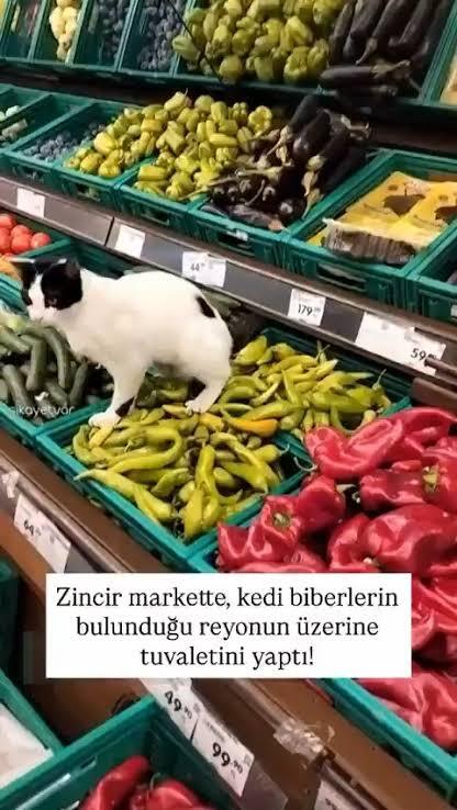 Market veya gıda satılan yerlerde hayvan bulunmasına bakış açınız nedir?