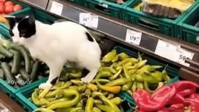 Market veya gıda satılan yerlerde hayvan bulunmasına bakış açınız nedir?