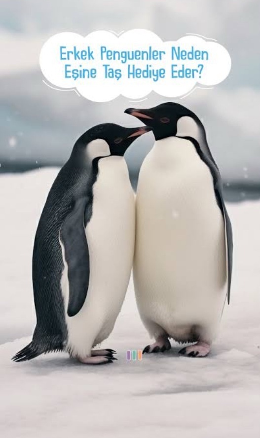 Erkek penguenler neden eşine taş hediye eder?