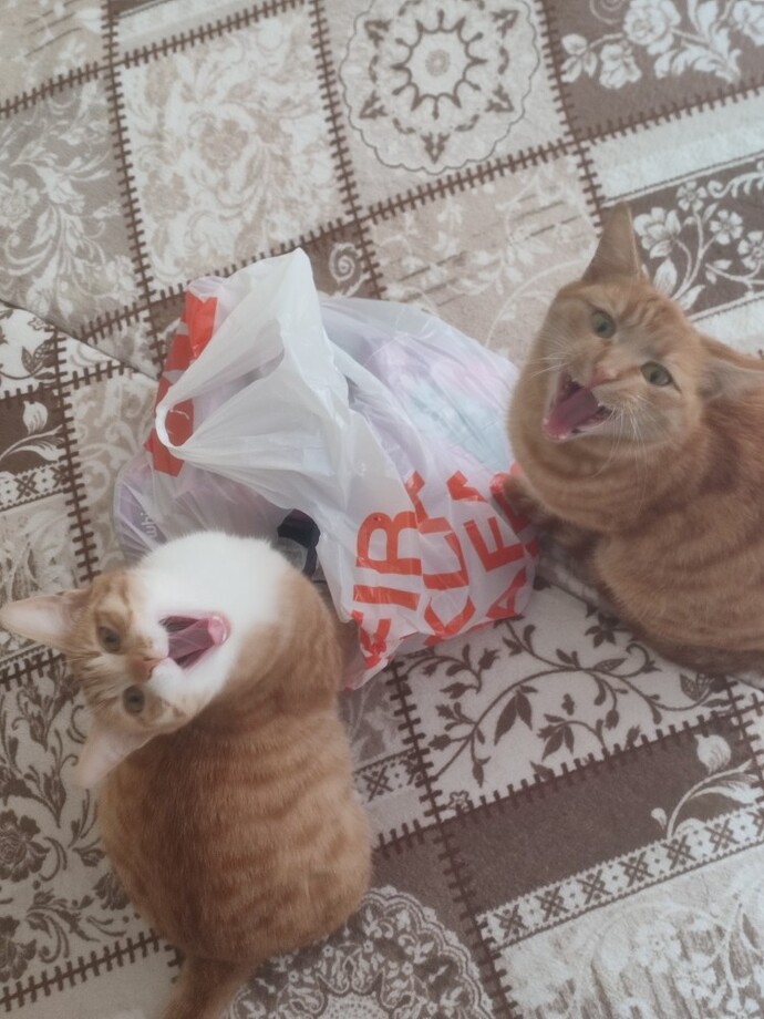 Sizin evcil hayvanınız da her şeyi kendine alındığını sanıyor mu?