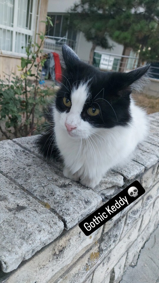 Bir kedi olsaydın isminin ne olmasını isterdin?