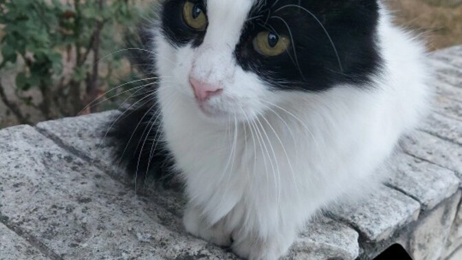 Bir kedi olsaydın isminin ne olmasını isterdin?