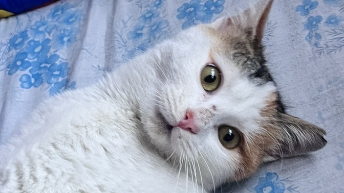 Kimin gözleri bu kadar güzel?