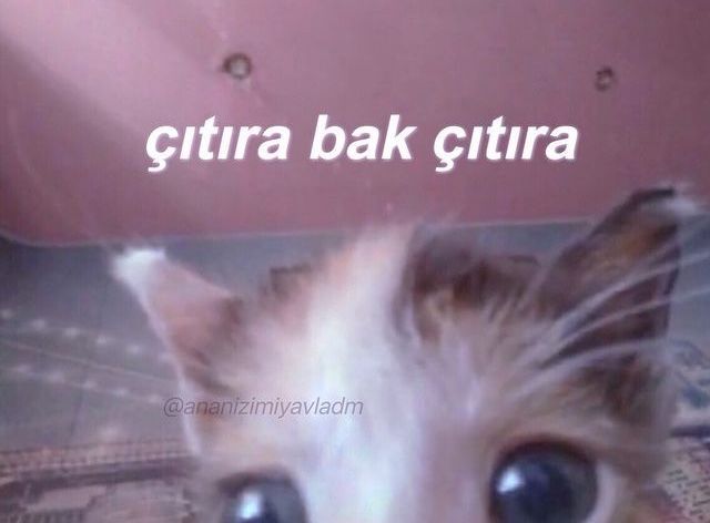 Gençsin genç daha sıkma canını