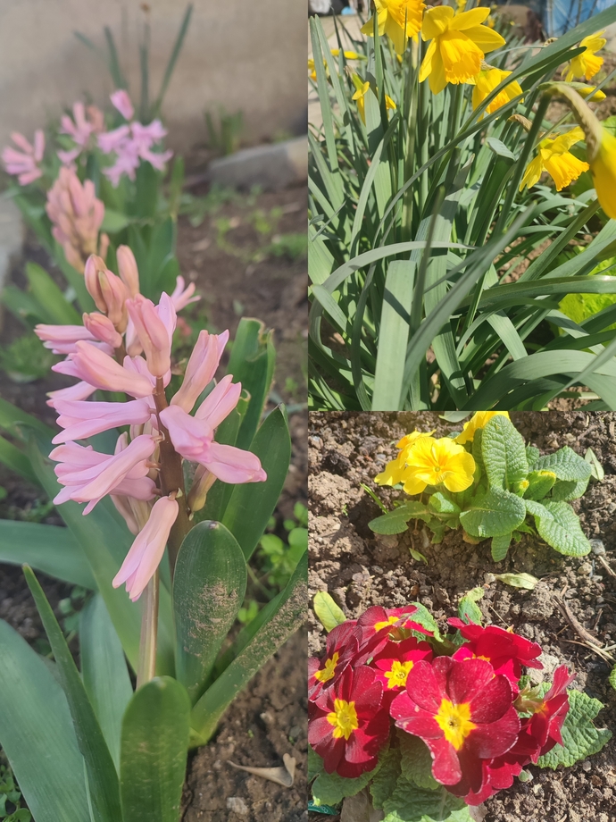 Bahçenizde çiçekler açınca içinizi huzur kaplıyor mu 🥰🌸?