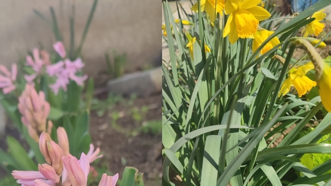 Bahçenizde çiçekler açınca içinizi huzur kaplıyor mu 🥰🌸?