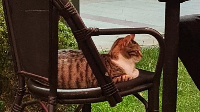 Kafeye ya da kahvehaneye en sık kimle gidiyorsunuz, sizin gerçek kafe kankanız kim?