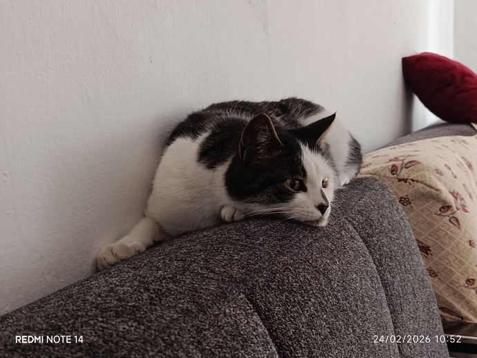Eviniz de bir kedi varsa lütfen açıklamayı okur musunuz?