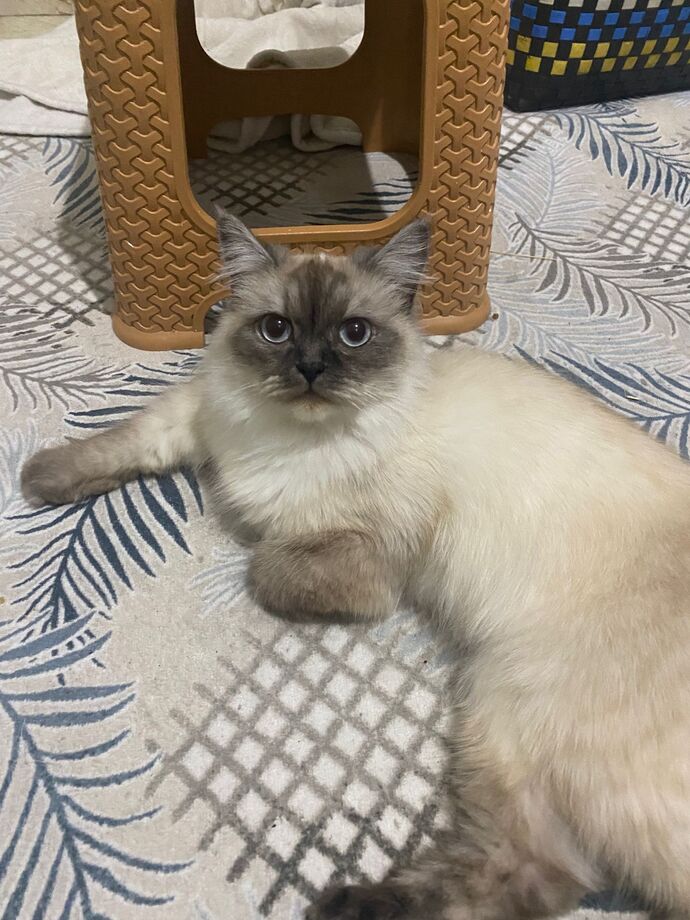 Kimlerin evcil hayvanı var?