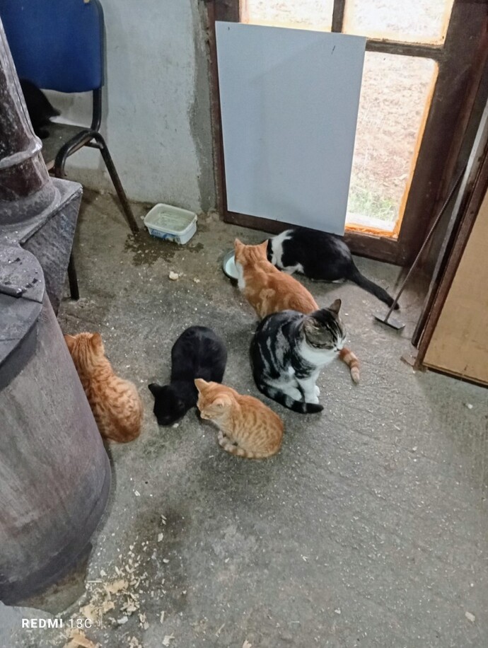 Sokak kedileri hakkında ne düşünüyorsunuz?