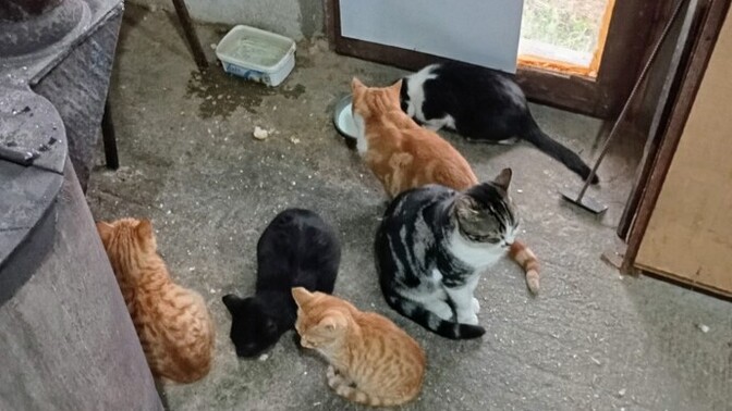 Sokak kedileri hakkında ne düşünüyorsunuz?