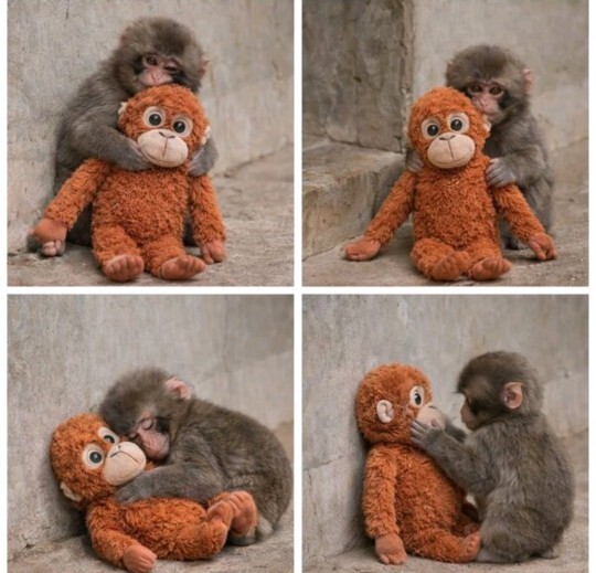 Bu annesiz kalan yavru maymuna 🐒 üzülen tek kişi ben miyim?