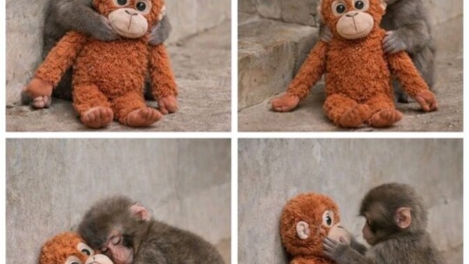 Bu annesiz kalan yavru maymuna 🐒 üzülen tek kişi ben miyim?