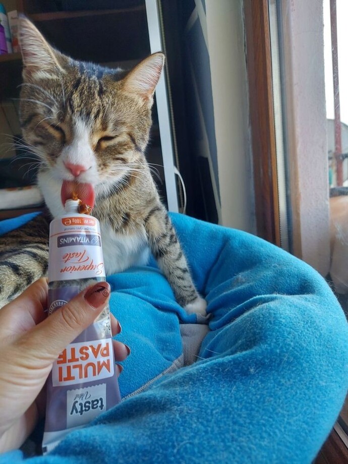 Kedinize ne sıklıkta malt veriyorsunuz?