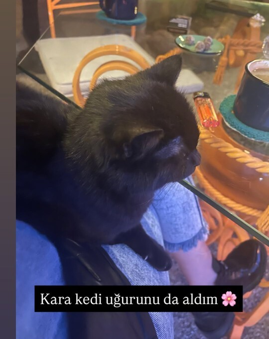 Sana kara kedi mi alayım yoksa beyaz kedi mi?