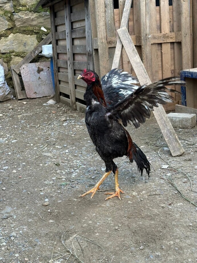 Her horoz kendi çöplüğünde mi öter?