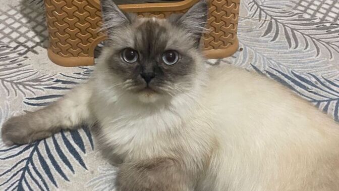 Evde bir kedinin olması dünyanın en güzel şeyi değil mi?