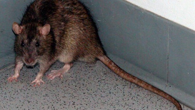 Şirin Hamsterim Nasıl Görünüyor?