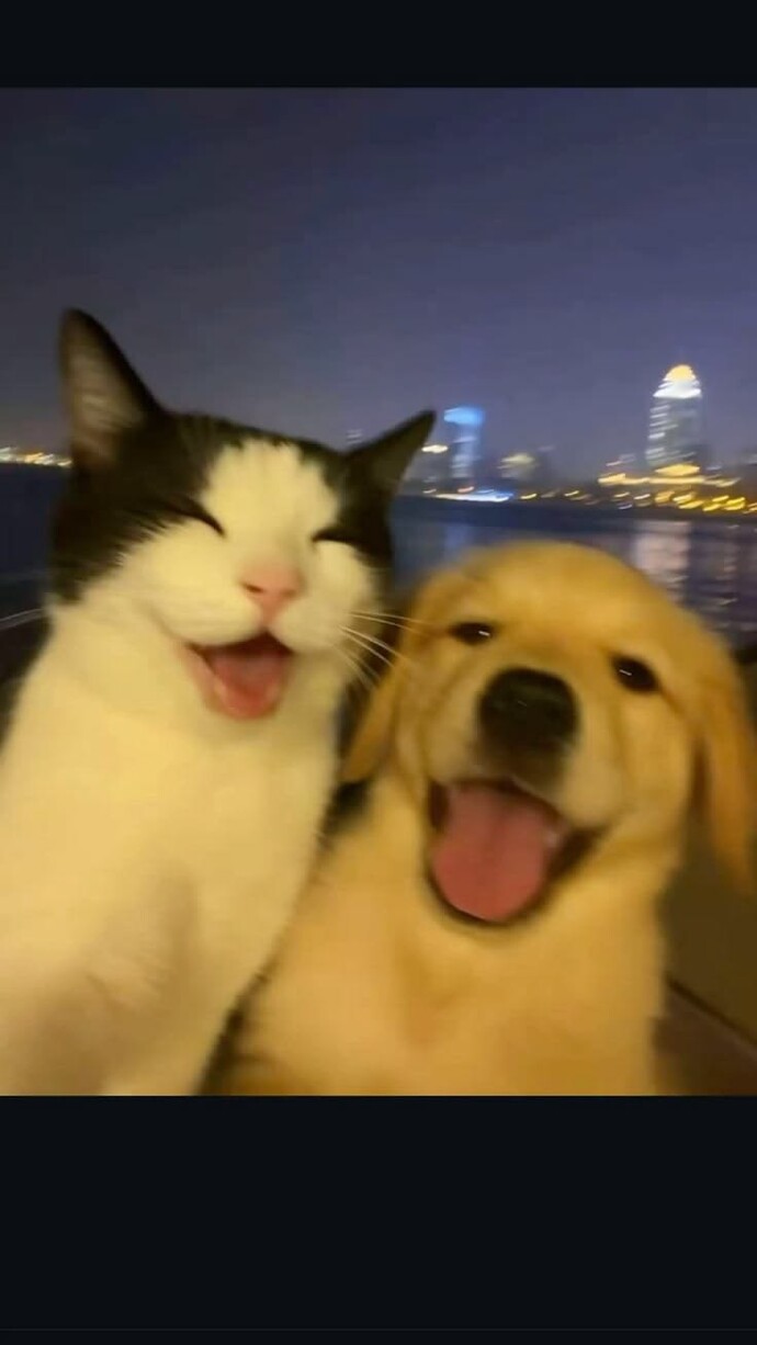 Kedi insanı mısınız köpek insanı mı söyleyeyim mi?