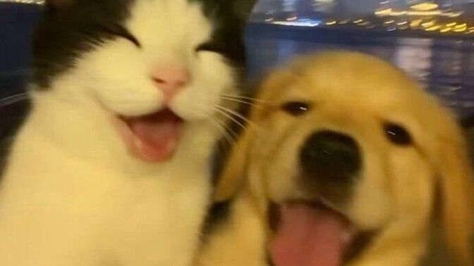 Kedi insanı mısınız köpek insanı mı söyleyeyim mi?