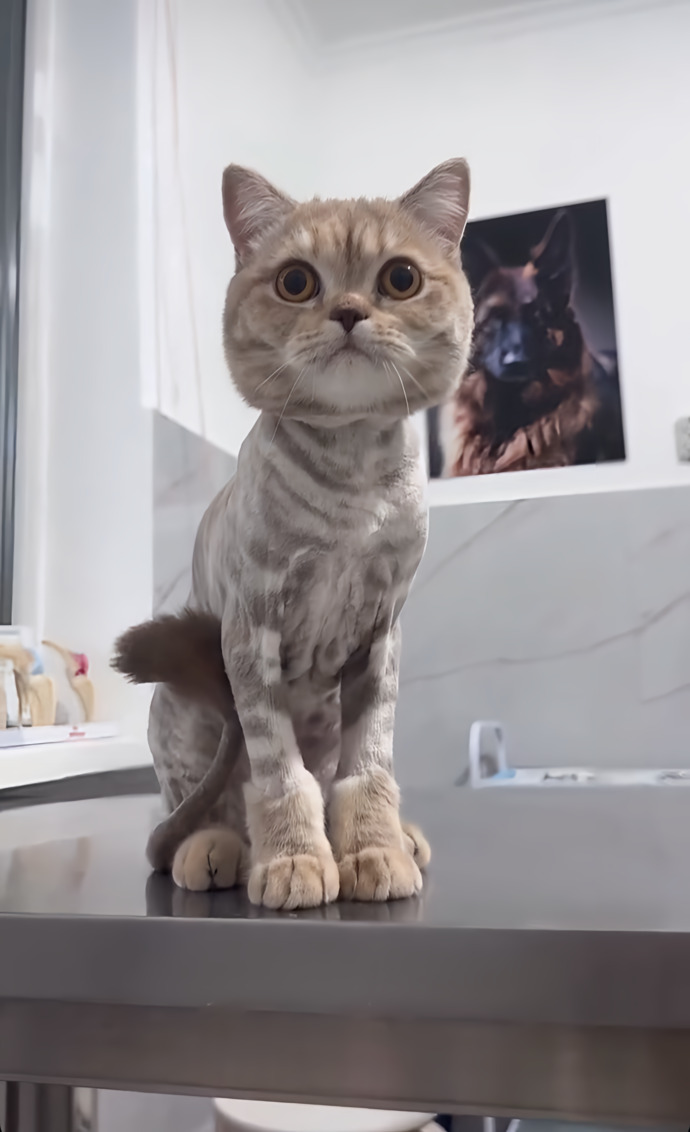 Kediler 🐈 tıraş edilir mi?