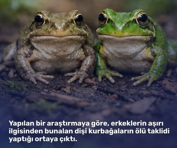 En iyi yöntem ölü taklidi yapmak sanırım 😂