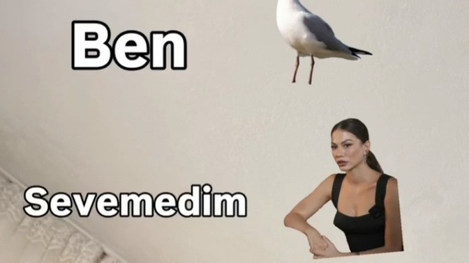 Martı sevdiniz mi ☀️❄ ?
