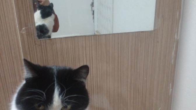 Hangisi en doğru yoğurt dökmüş kedi pozu?
