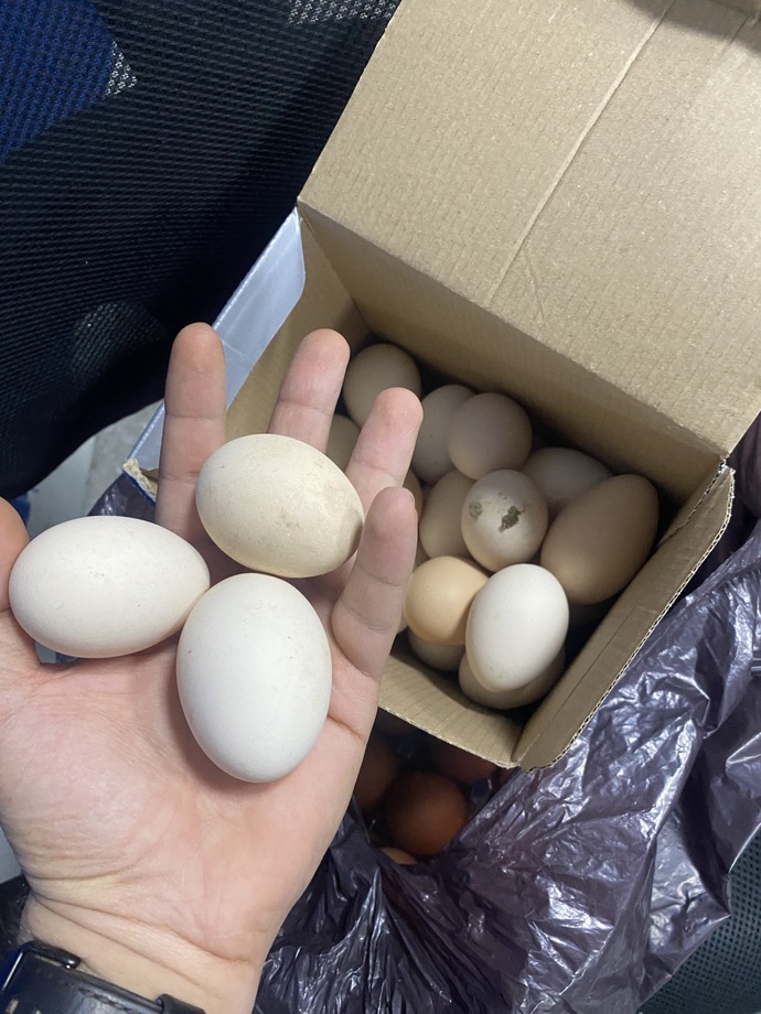 Market yumurtası mı köy yumurtası mı daha sağlıklı, gerçekten fark var mı?