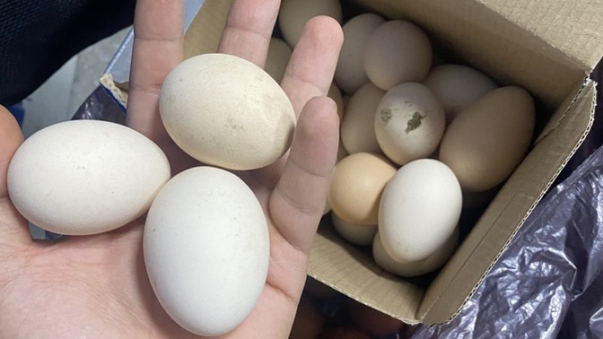 Market yumurtası mı köy yumurtası mı daha sağlıklı, gerçekten fark var mı?