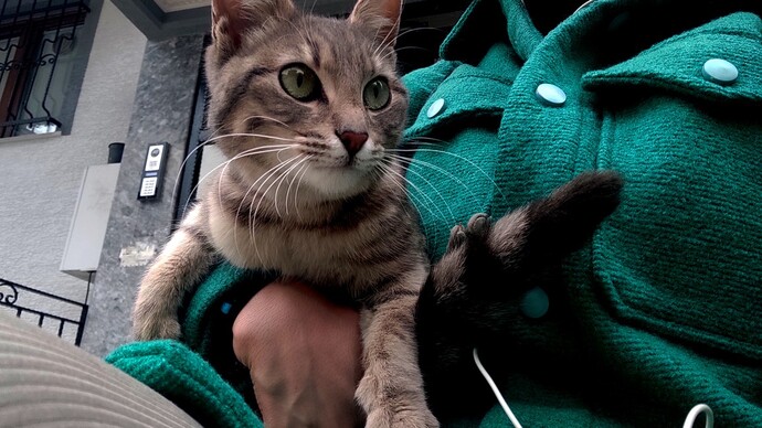 Başka bir evrende kedi olmak istemez miydiniz?
