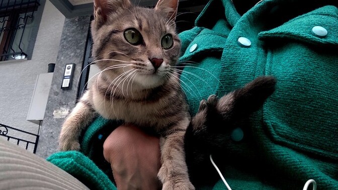 Başka bir evrende kedi olmak istemez miydiniz?