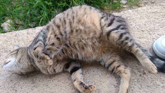 Kedim Karpuz sizce kaç tane doğuracak?