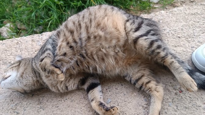 Kedim Karpuz sizce kaç tane doğuracak?