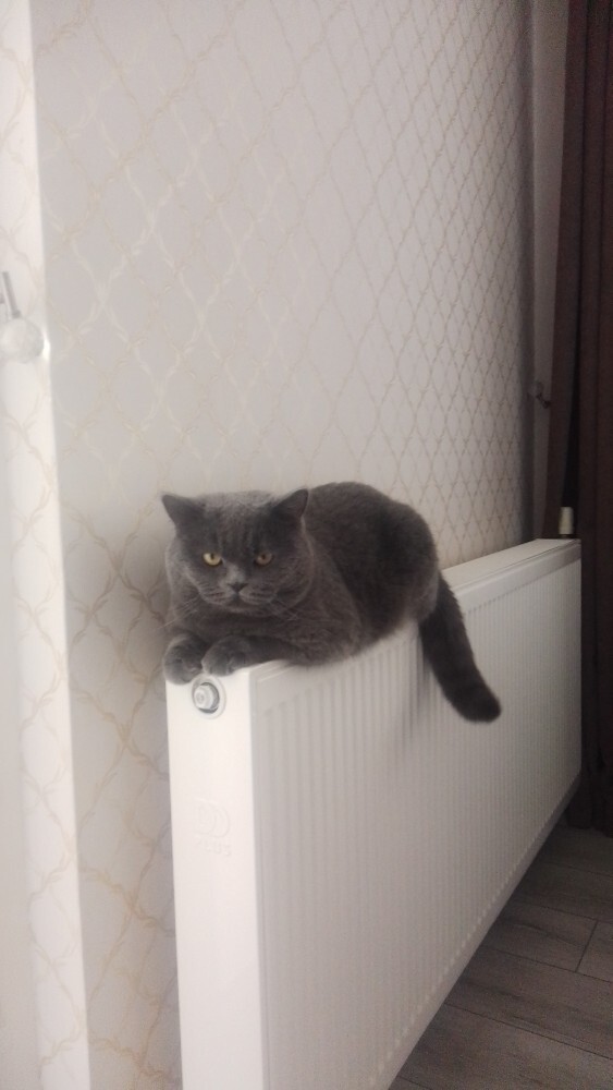 Yetişkin kedi 15 saatlik otobüs yolculuğuna dayanır mı, nelere dikkat etmeliyim?