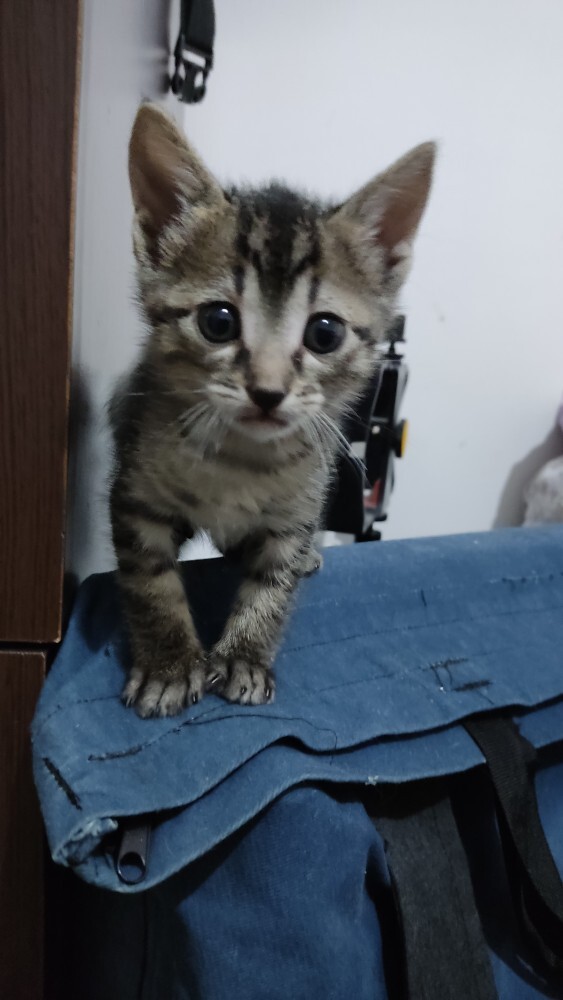 Bana bişey diyonuz mu?