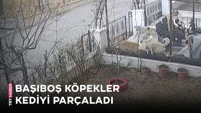 Karaman'da köpekler kediyi parçaladı, köpek lobisi bu olaya ne diyor?