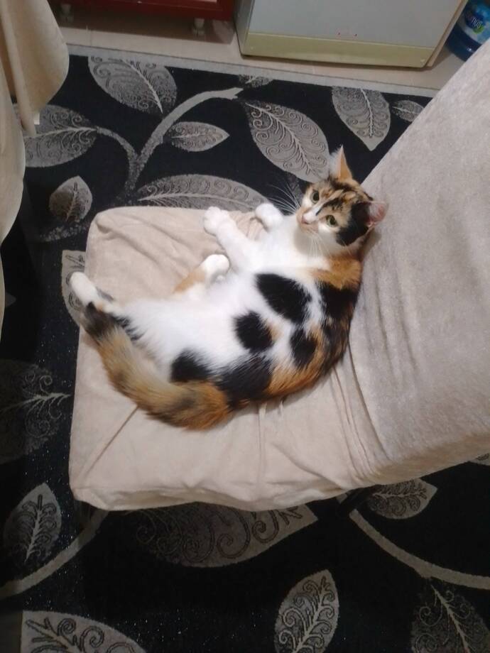 Bu kedi sizce hangi burç sokaktan sahiplendiğimiz için doğum günü bilmiyoruz hadi bir doğum günü belirleyelim?