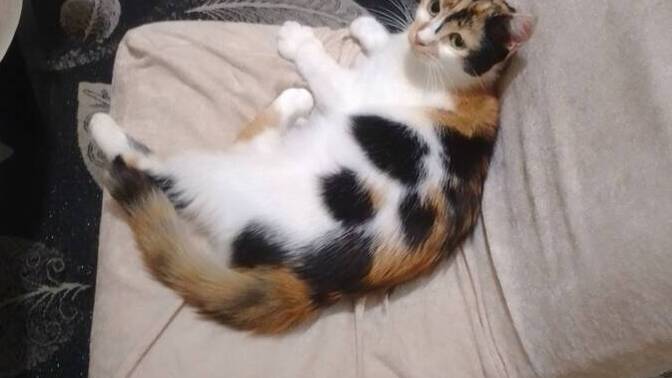 Bu kedi sizce hangi burç sokaktan sahiplendiğimiz için doğum günü bilmiyoruz hadi bir doğum günü belirleyelim?