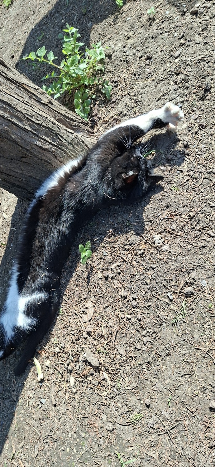 Yüzü çok asi ve yakışıklı, kulakları dik aynı bendir bu siyah kedi.