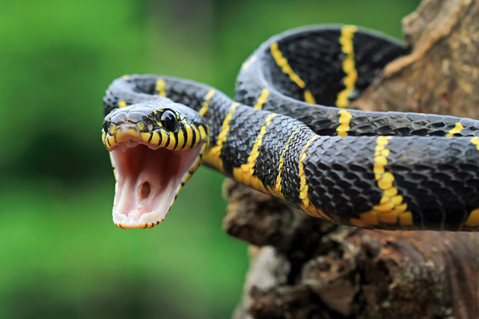 Hayatınızda hiç yılan gördünüz mü? 🐍 Neler hissettiniz?