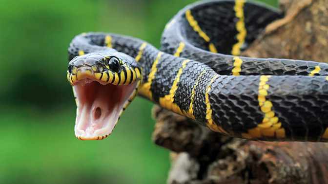 Hayatınızda hiç yılan gördünüz mü? 🐍 Neler hissettiniz?