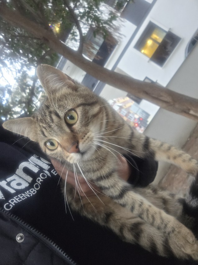 Evcil hayvanınız var mı? varsa fotoğrafını atın?