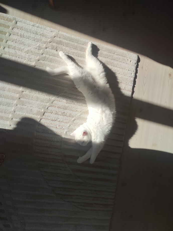 Evcil hayvanınız var mı? varsa fotoğrafını atın?