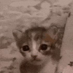 Diyelim ben bir kediyim, gece başında miyavlıyorum. Çok yorgunsun ve uyuyorsun. Git başımdan' mı dersin, yoksa beni dinler misin?