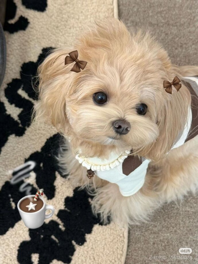 Köpeğiniz var mı?