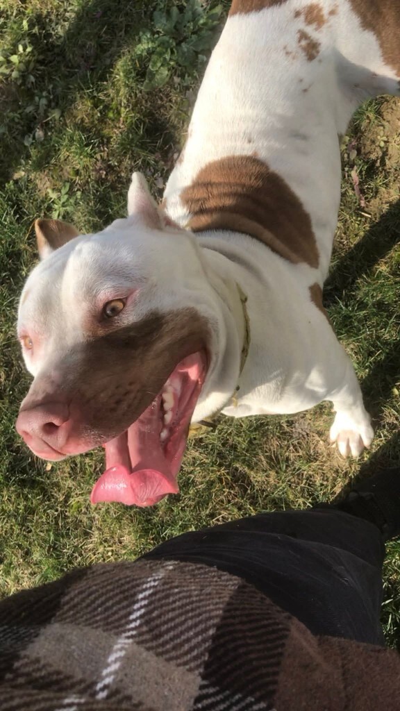 Köpeğiniz var mı?