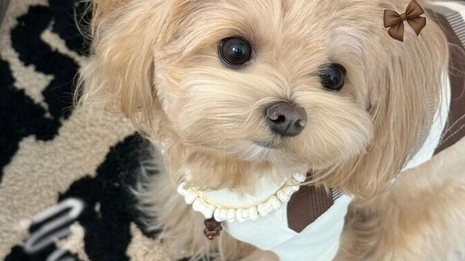 Köpeğiniz var mı?